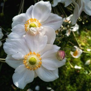 Close-up of white flower blooming outdoors