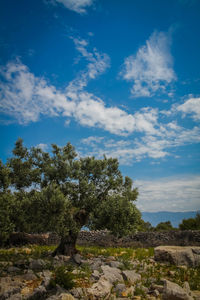 Trees growing on landscape against blue sky