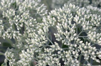 Close-up of white flowering plants