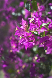 Close-up of pink flowers blooming outdoors