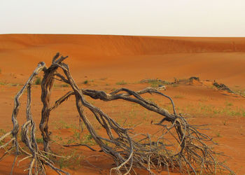 Bare tree in desert against clear sky