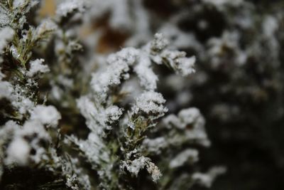 Close-up of snow on plant