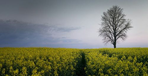 Scenic view of field against sky