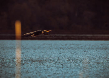 Close-up of bird in swimming pool