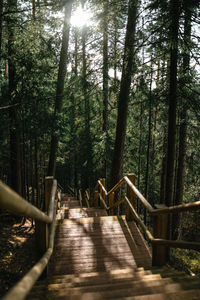 Wooden footbridge amidst trees in forest