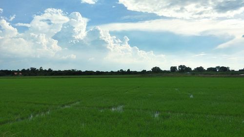 Scenic view of field against sky