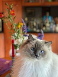 Portrait of a cat on hardwood floor