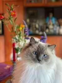 Portrait of a cat against wood cabinets and flowers 