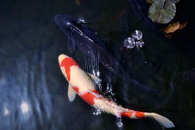 High angle view of koi carp swimming in lake