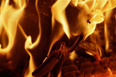 Close-up of orange rose flower