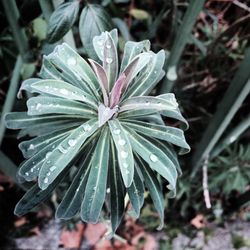 Close-up of wet flower blooming outdoors