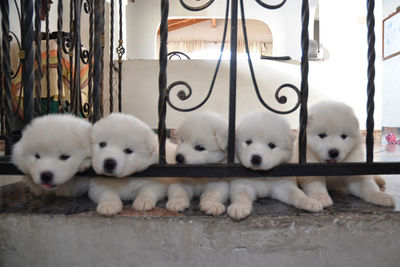 Close-up of white dog