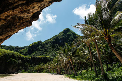 Scenic view of palm trees against sky