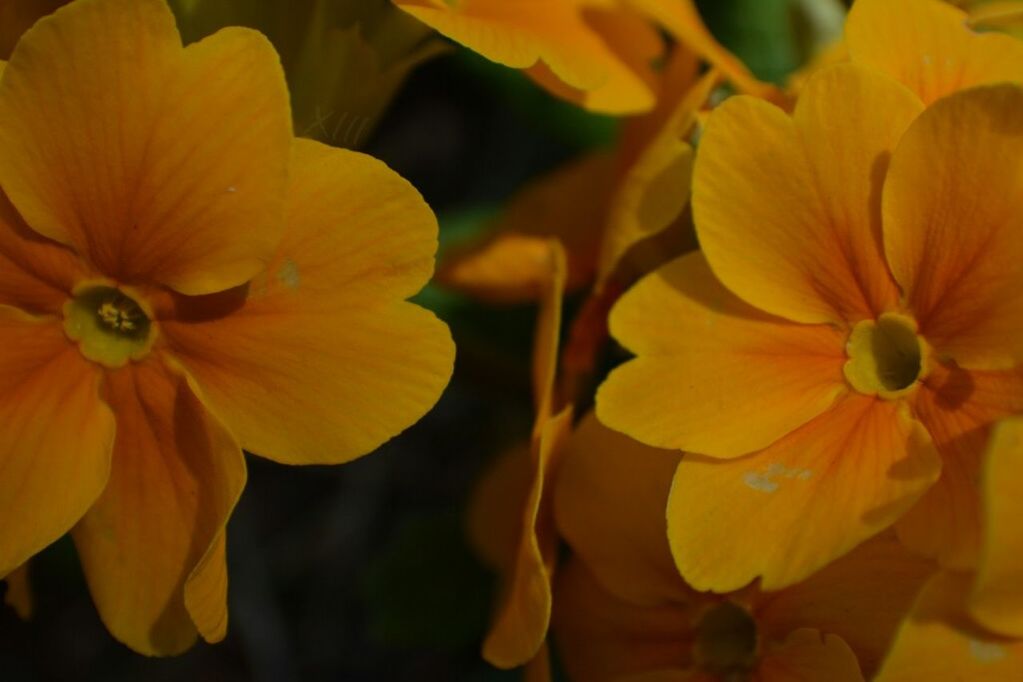 flower, petal, freshness, flower head, fragility, yellow, beauty in nature, growth, blooming, close-up, nature, focus on foreground, plant, pollen, in bloom, park - man made space, stamen, orange color, no people, outdoors