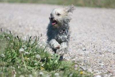 Dog running on field