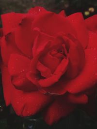 Close-up of wet red rose blooming outdoors