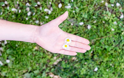 Close-up of hand holding flowers