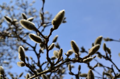 Low angle view of plant against sky