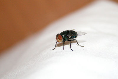 Close-up of insect