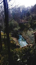 Scenic view of lake in forest