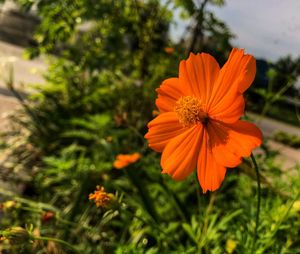 Close-up of orange flower