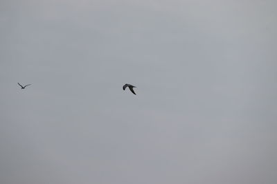 Low angle view of birds flying in the sky