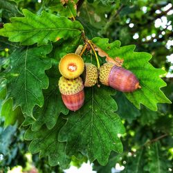 Close-up of fruits growing on tree