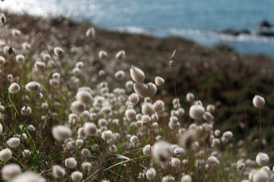 Close-up of white flowering plants on ocean coast