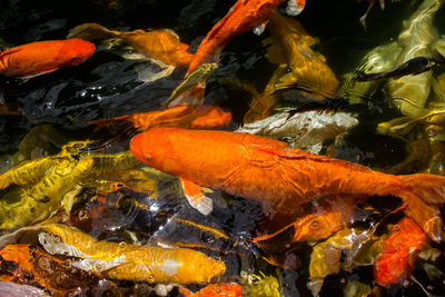 View of koi fish in sea