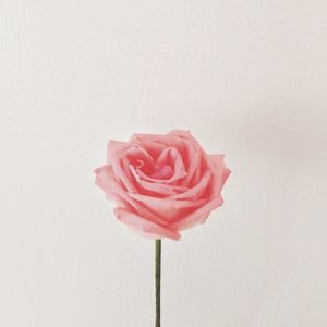 Close-up of pink rose against white background
