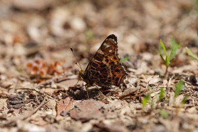 Close-up of butterfly on leaf