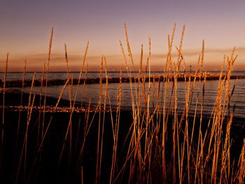 Close-up of stalks against sea at sunrise 