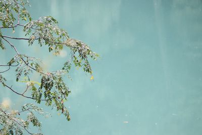 Low angle view of flowering plant against sky