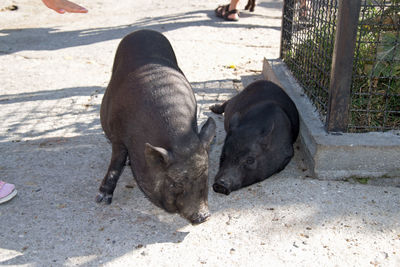 High angle view of animal on street