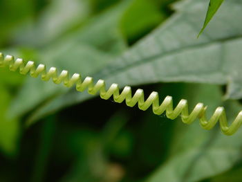 Close-up of plant