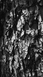 Close-up of tree trunk