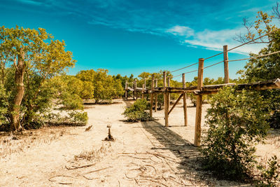 Scenic view of mangrove boardwalk at mida creek in watamu during low tide, malindi in kenya