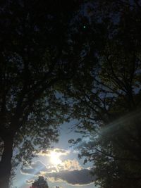 Low angle view of sunlight streaming through trees