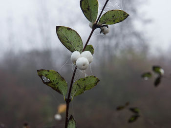 Close-up of plant