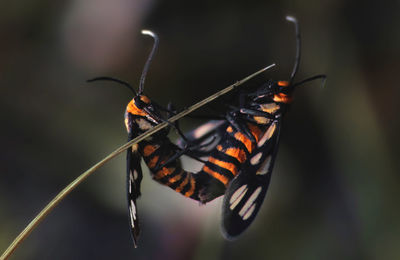 Close-up of butterfly