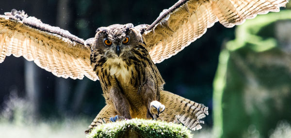 Close-up of eagle