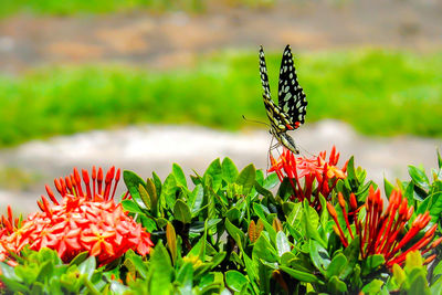 Close-up of butterfly on plant