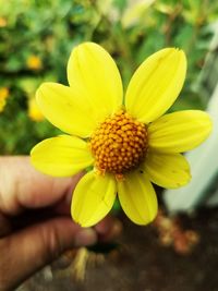 Close-up of yellow flower