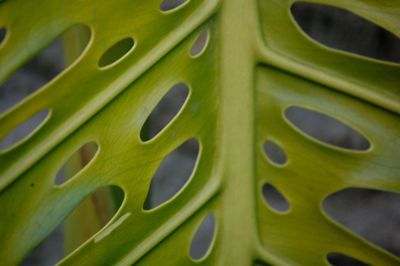 Full frame shot of leaf