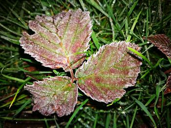 Close-up of plant