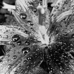 Close-up of water drops on leaf