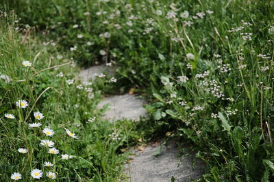 Close-up of plants growing outdoors