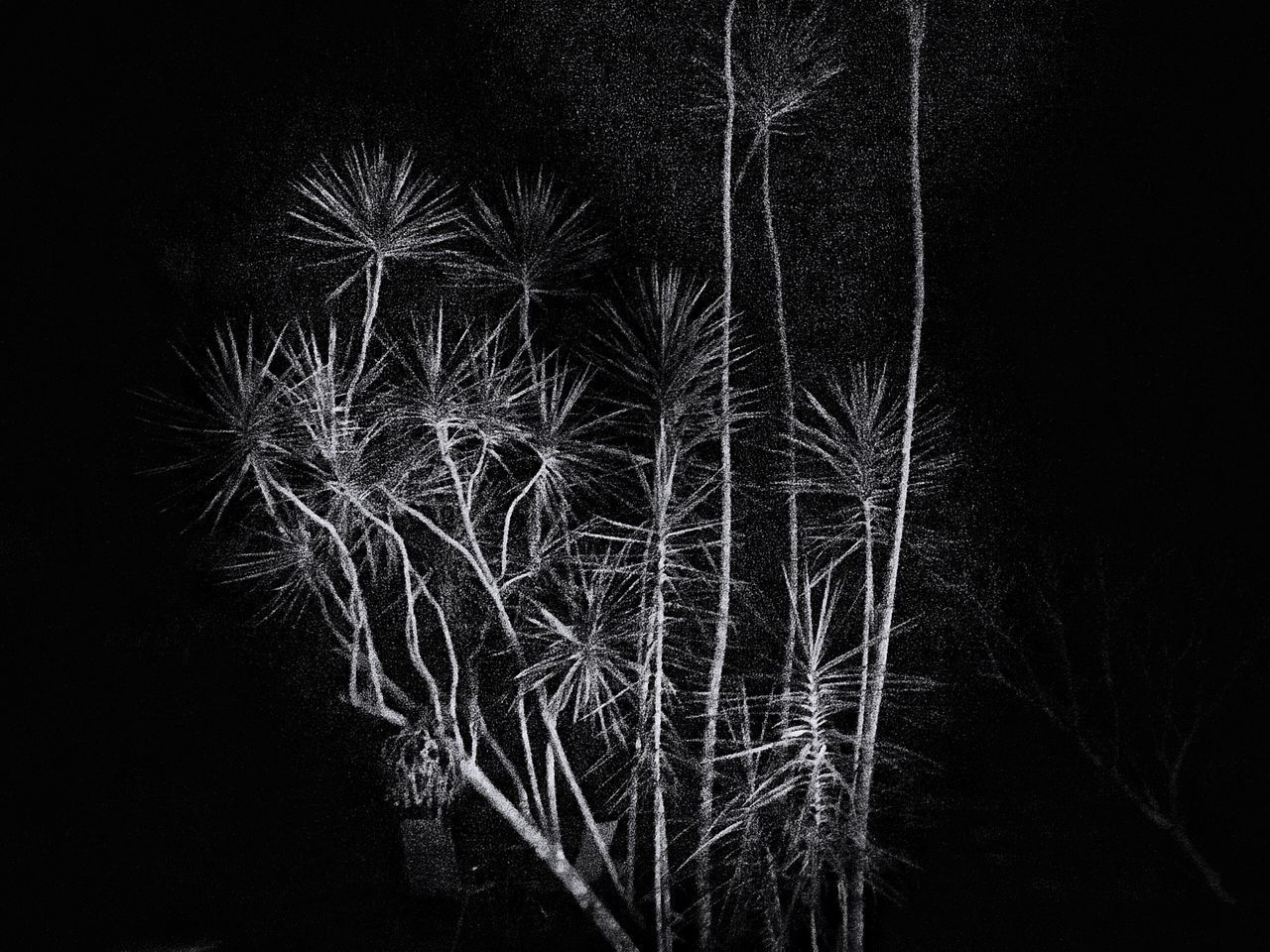 CLOSE-UP OF DANDELION AGAINST DARK BACKGROUND