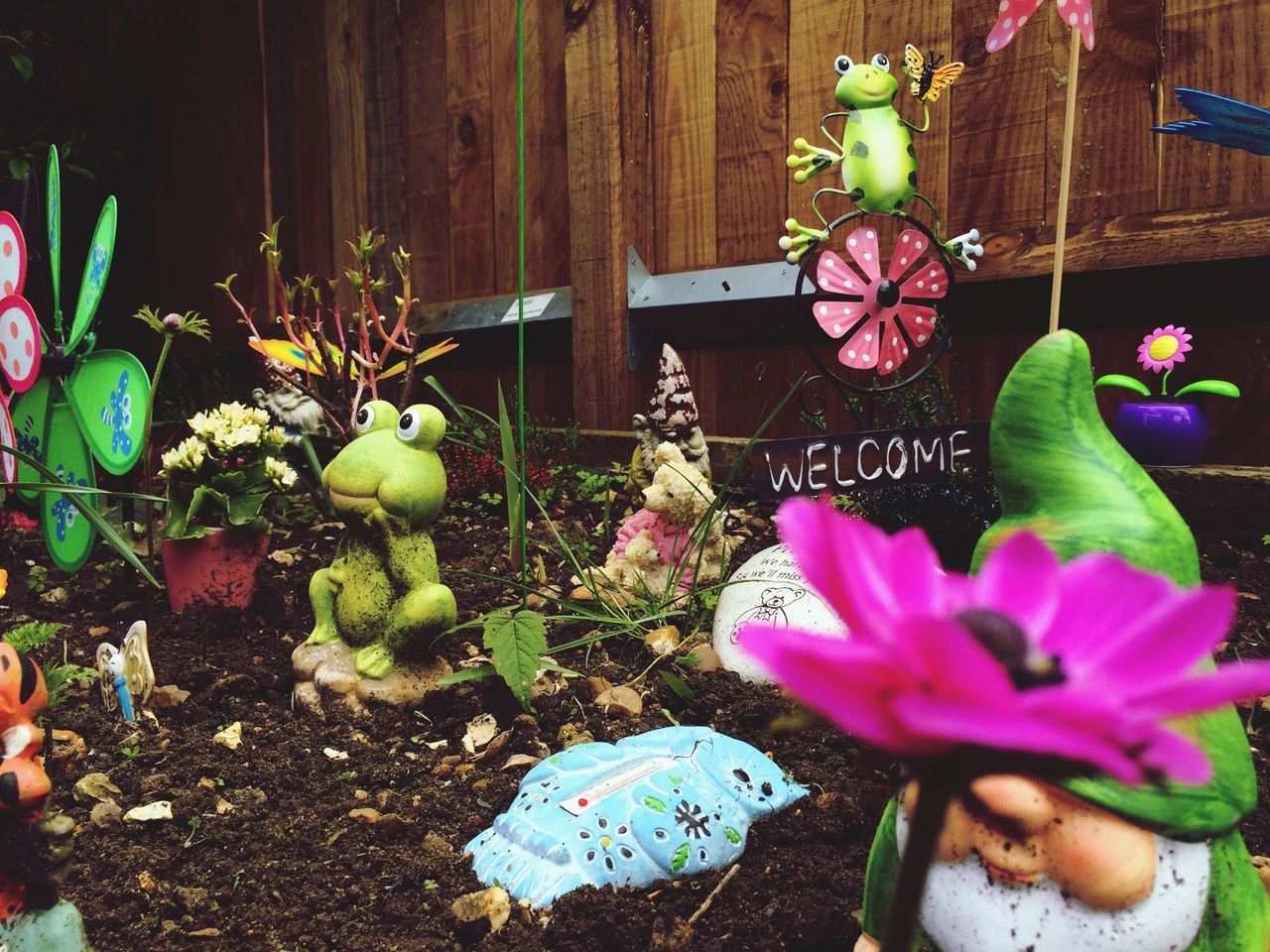 flower, plant, leaf, potted plant, growth, front or back yard, freshness, high angle view, fragility, petal, nature, green color, wood - material, day, beauty in nature, purple, pink color, outdoors, no people, multi colored