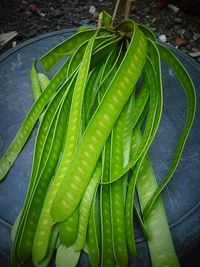 High angle view of raindrops on leaves